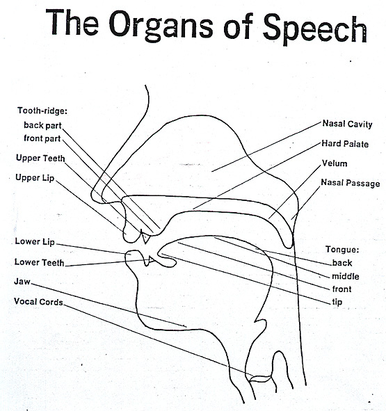 Copy of organs