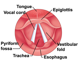 vocal_cords